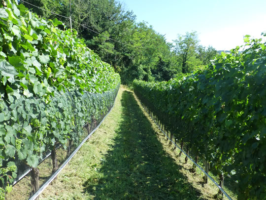 Rebzeile Chardonnay nach dem Laubschnitt